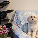 Delizioso Appartamentino Appartement Viareggio